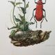Antique Insect Illustration, Vintage Print, 1960s