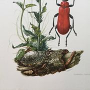Antique Insect Illustration, Vintage Print, 1960s