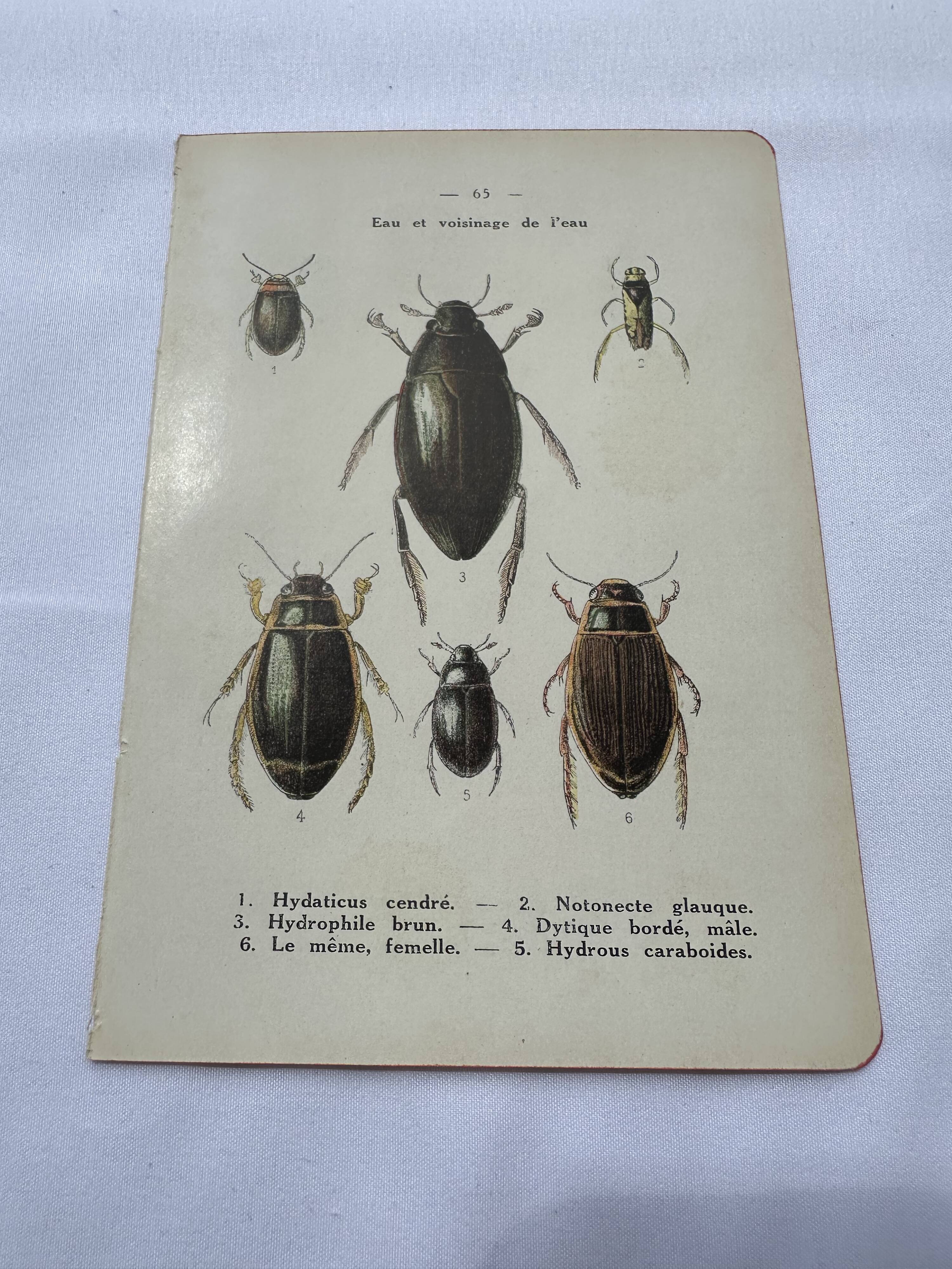 Botanical engraving old naturalist plate France