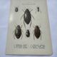 Botanical engraving old naturalist plate France