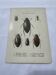 Botanical engraving old naturalist plate France