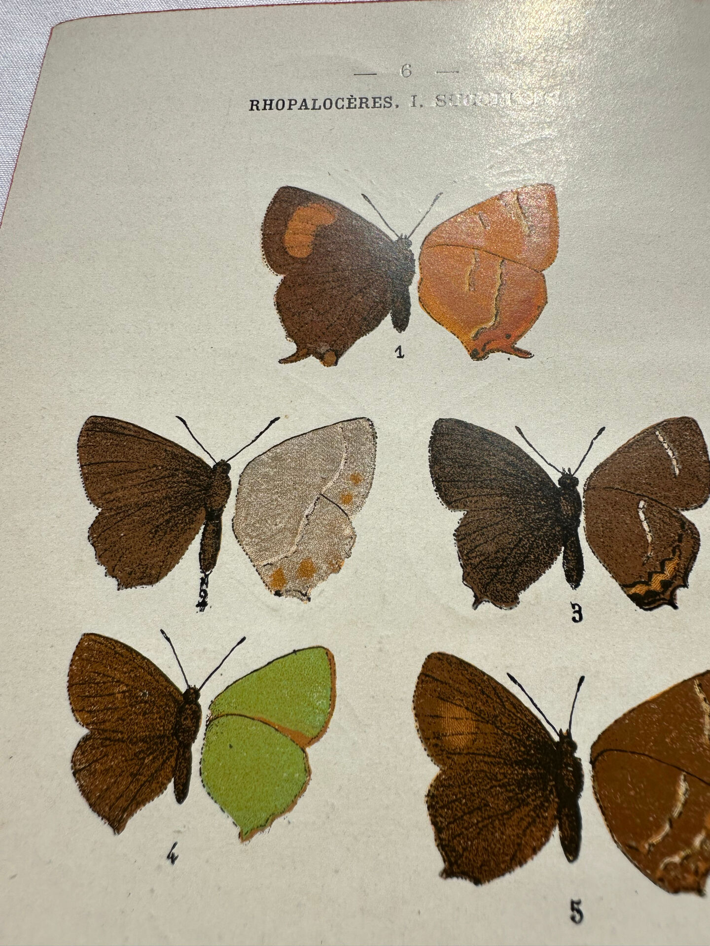 Botanical engraving double-sided butterflies naturalist plate etching