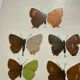 Botanical engraving double-sided butterflies naturalist plate etching