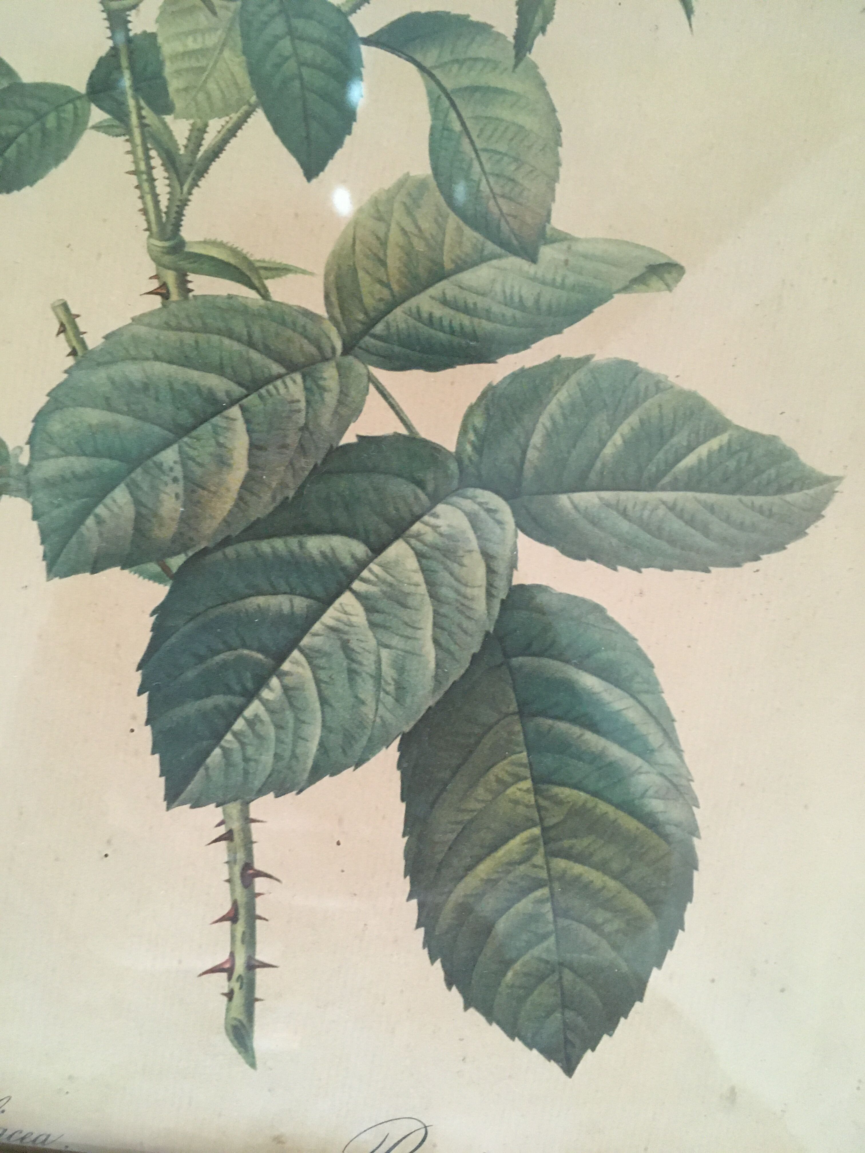 Two botanical plates.