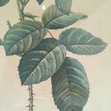 Two botanical plates.