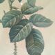 Two botanical plates.