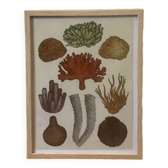 Framed coral illustration