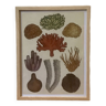 Framed coral illustration
