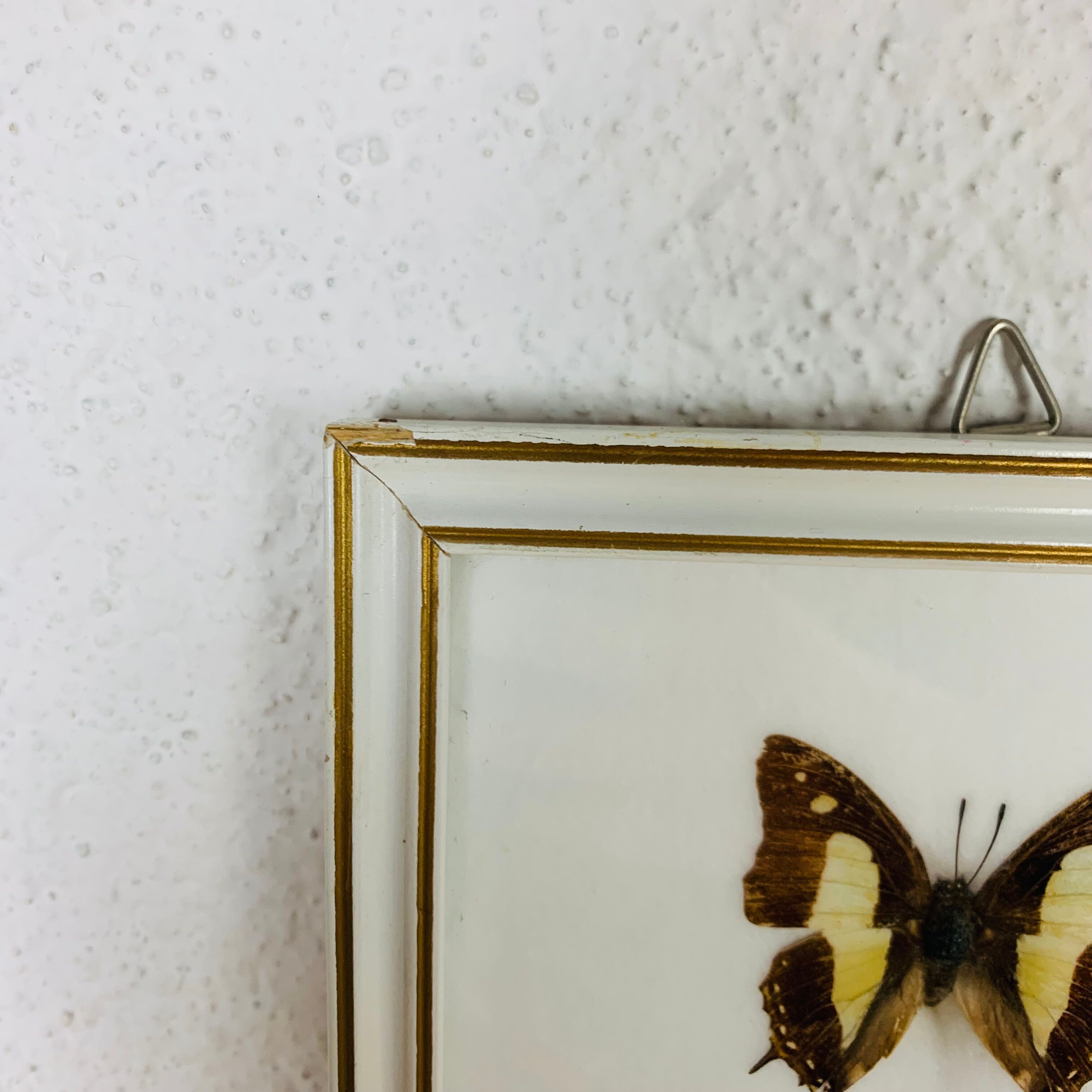 Vintage naturalized butterfly frame 38 x 15 cm