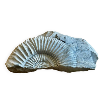 Fossil