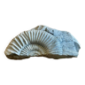 Fossil