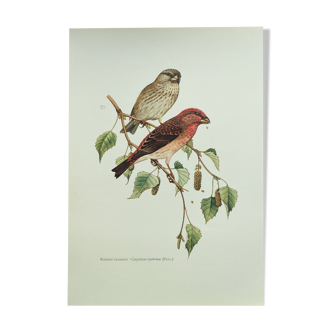 Planche oiseaux Années 1960 - Roselin Cramoisi - Illustration de zoologie et ornithologie vintage