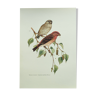 Planche oiseaux Années 1960 - Roselin Cramoisi - Illustration de zoologie et ornithologie vintage