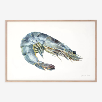 "Salome", the grey shrimp, art print 21/29.7 cm