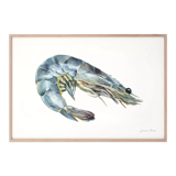"Salome", the grey shrimp, art print 21/29.7 cm