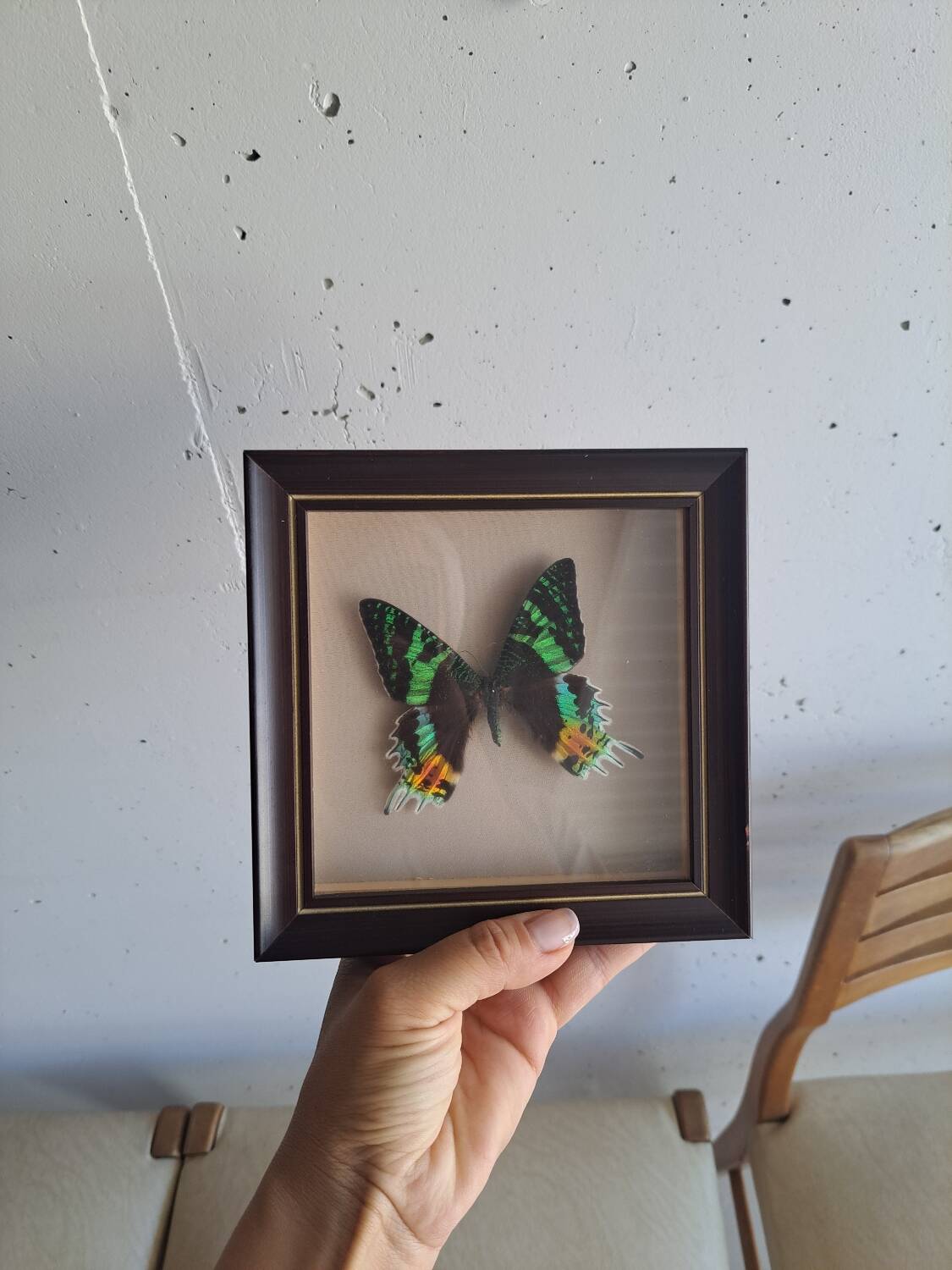 Vintage naturalized butterfly frame