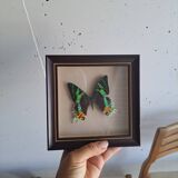 Vintage naturalized butterfly frame