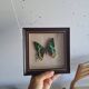 Vintage naturalized butterfly frame