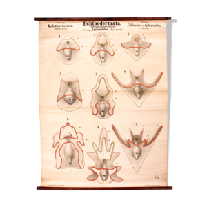 Affiche pédagogique échinodermes