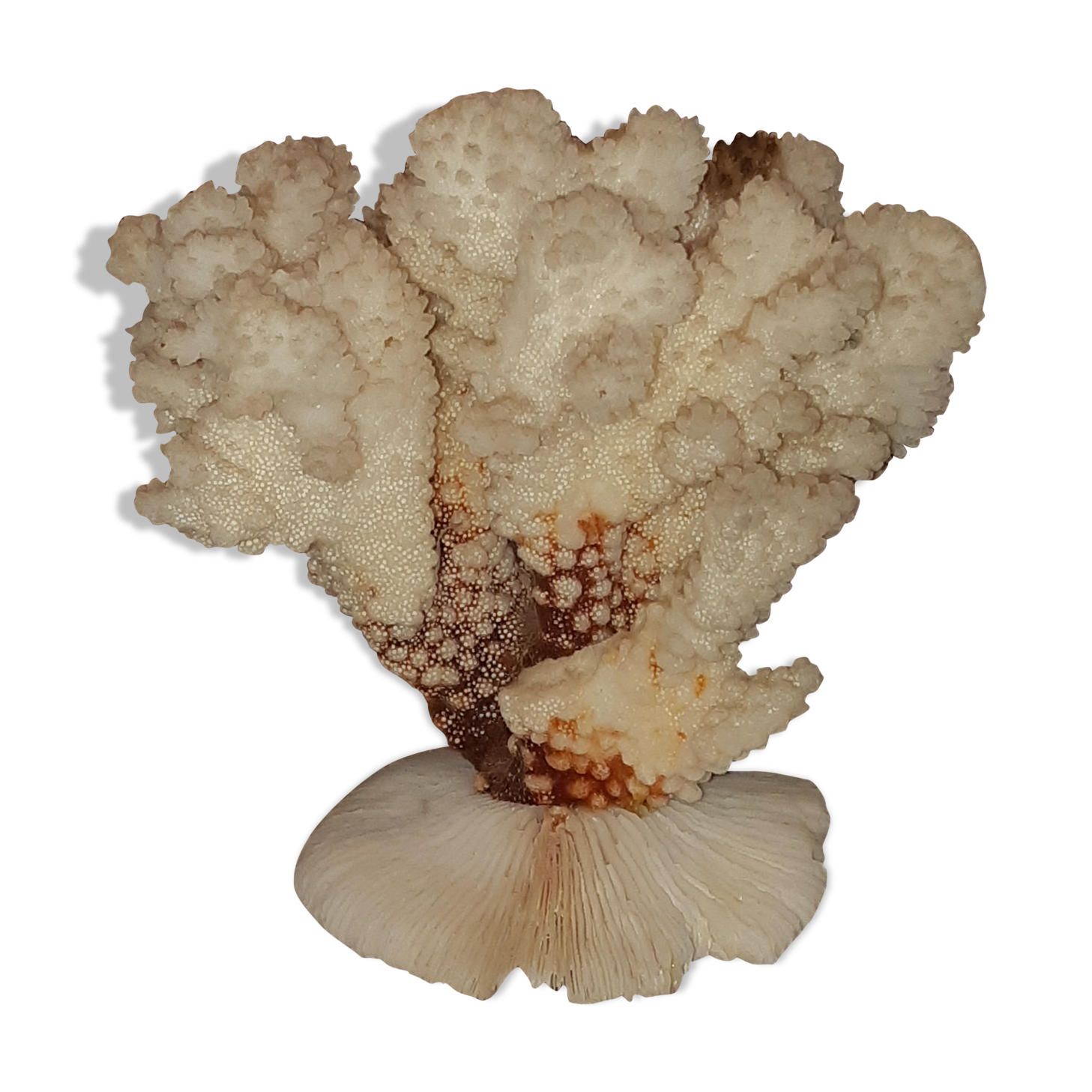 Bouquet of natural white coral bush