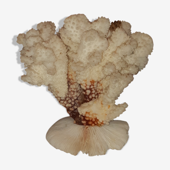 Bouquet buisson de corail blanc naturel