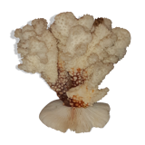 Bouquet of natural white coral bush