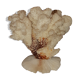 Bouquet buisson de corail blanc naturel