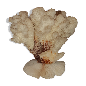 Bouquet of natural white coral bush