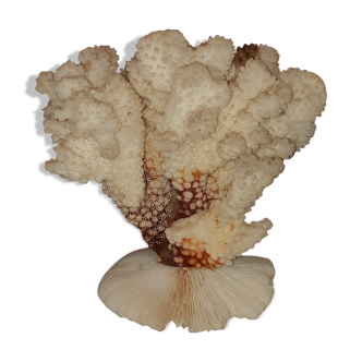 Bouquet buisson de corail blanc naturel