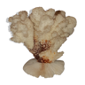 Bouquet of natural white coral bush