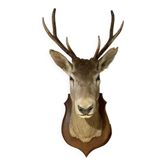 Deer Daguet hunting trophy