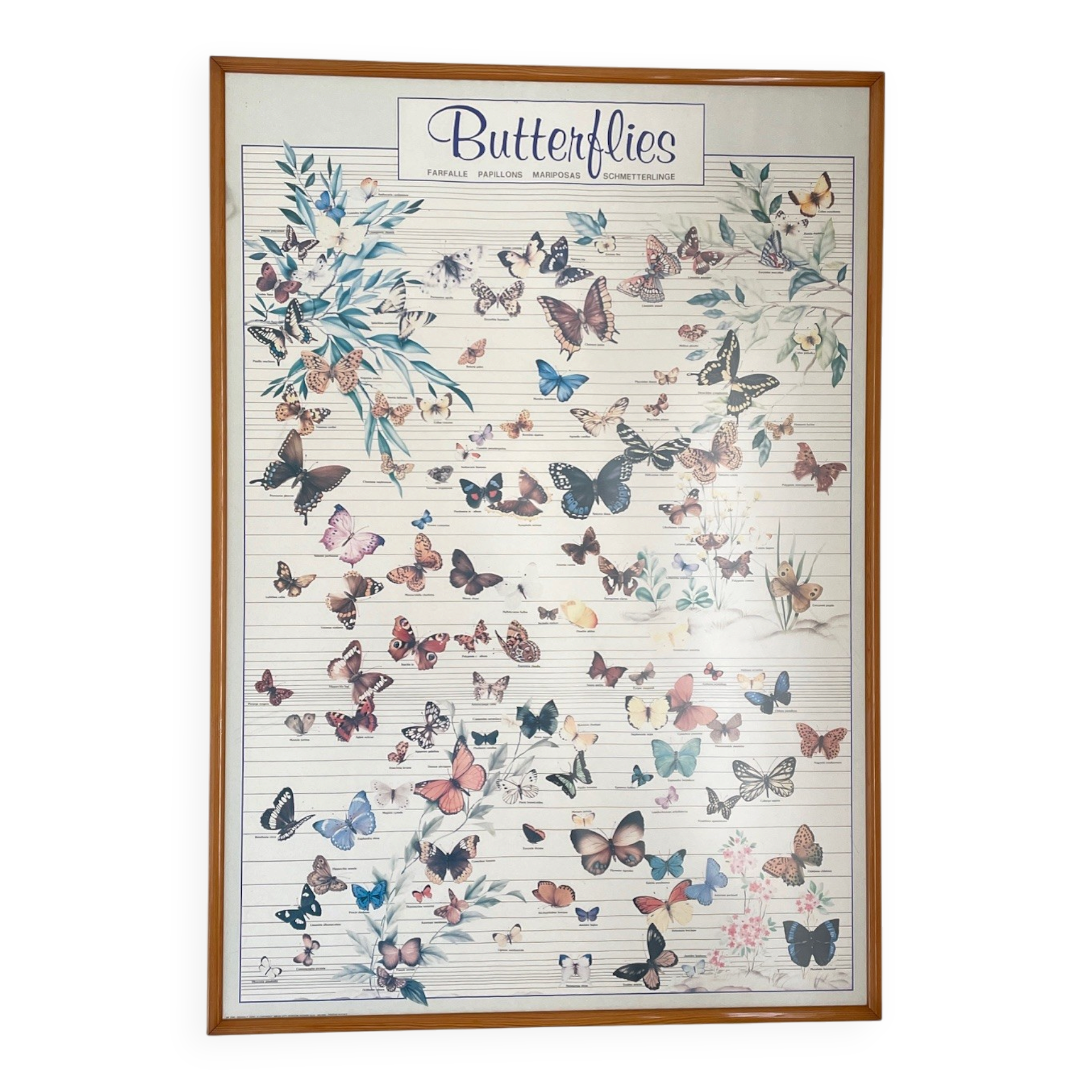 TABLEAU Display BUTTERFLY Italy
