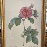 Gravure rose fin XIXeme