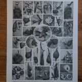 Original lithographs of birds and nests
