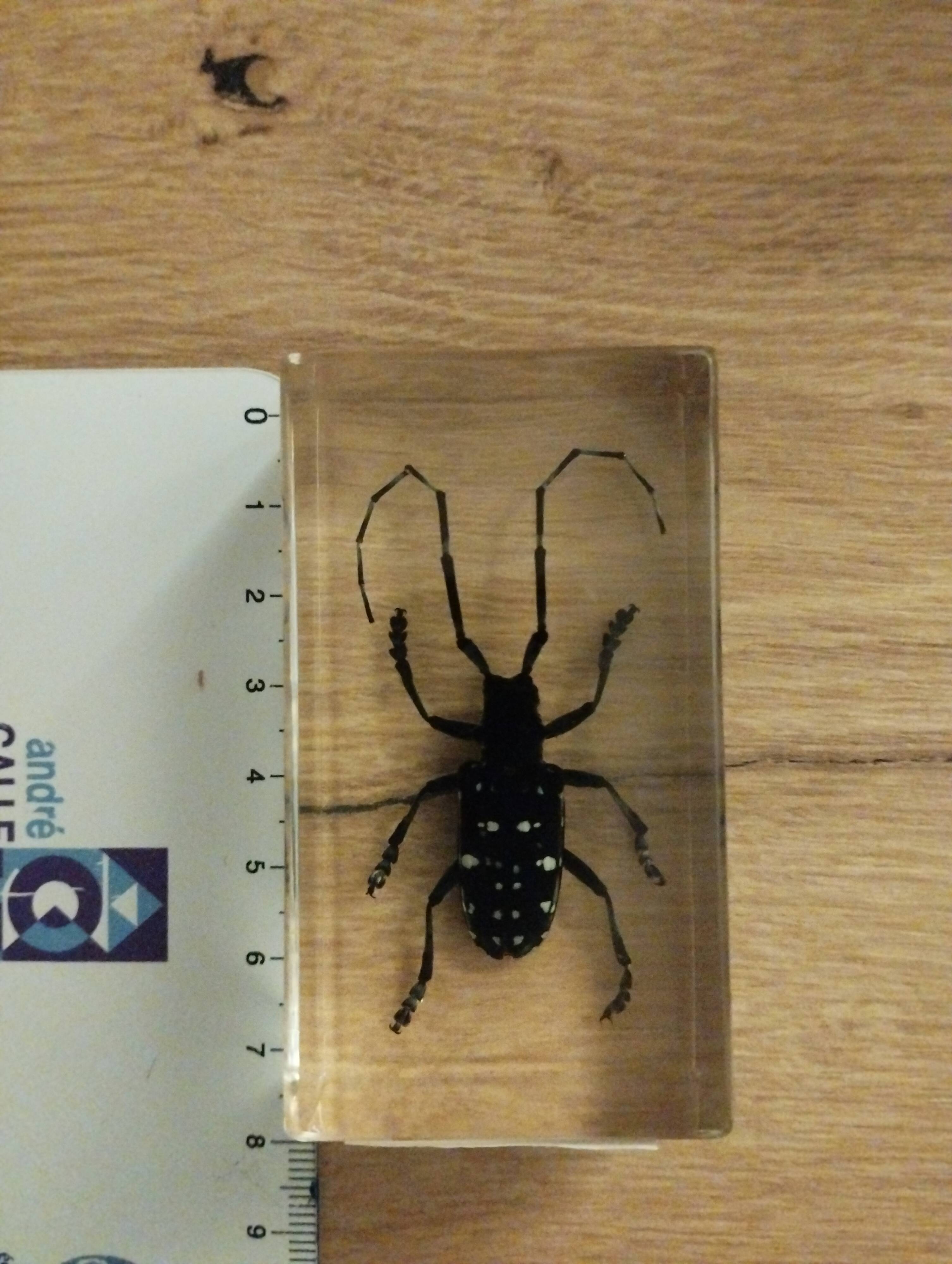 Insecte en bloc résine