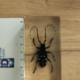Resin block insect