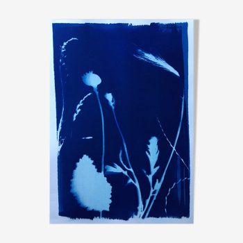 Cyanotype