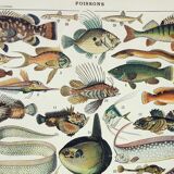 Old engraving 1898, Fish 1, marine animals • Lithograph, Original plate