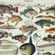 Old engraving 1898, Fish 1, marine animals • Lithograph, Original plate
