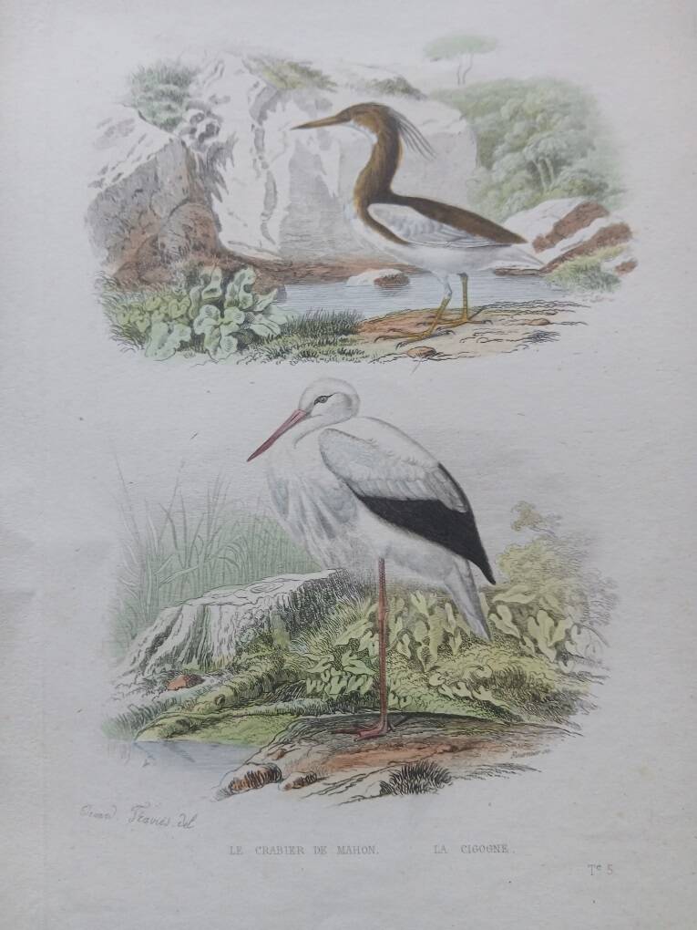 Poster - 19th century zoological bird engraving - crab-eater stork