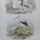 Poster - 19th century zoological bird engraving - crab-eater stork