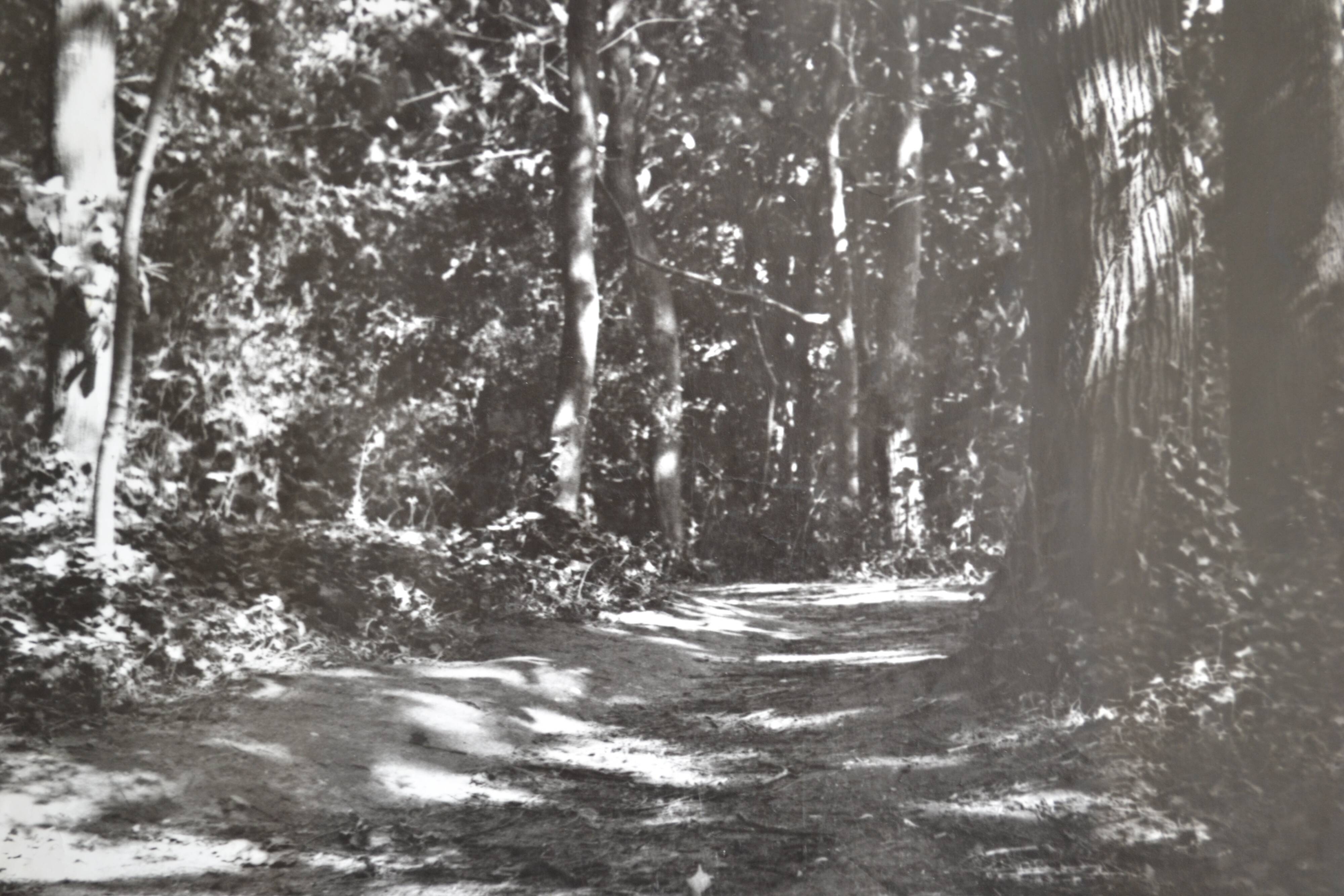 Anonymous film photo forest circa 1970