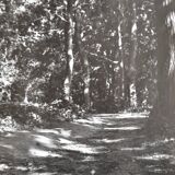 Anonymous film photo forest circa 1970