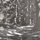 Anonymous film photo forest circa 1970