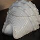 Ceramic box in the shape of a seashell