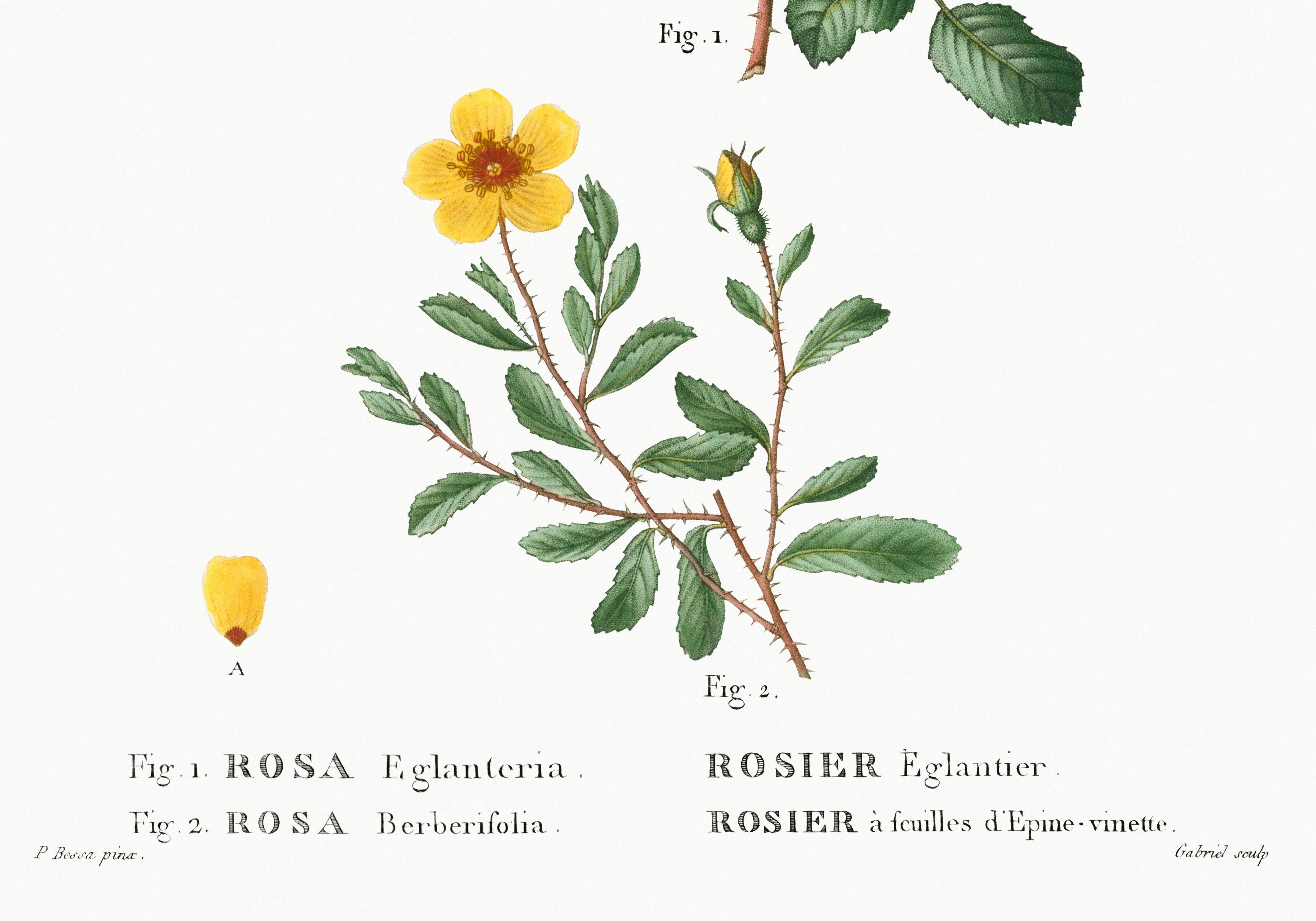 Poster about flowers (rose bush), based on an old painting