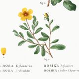Poster about flowers (rose bush), based on an old painting