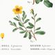 Poster about flowers (rose bush), based on an old painting
