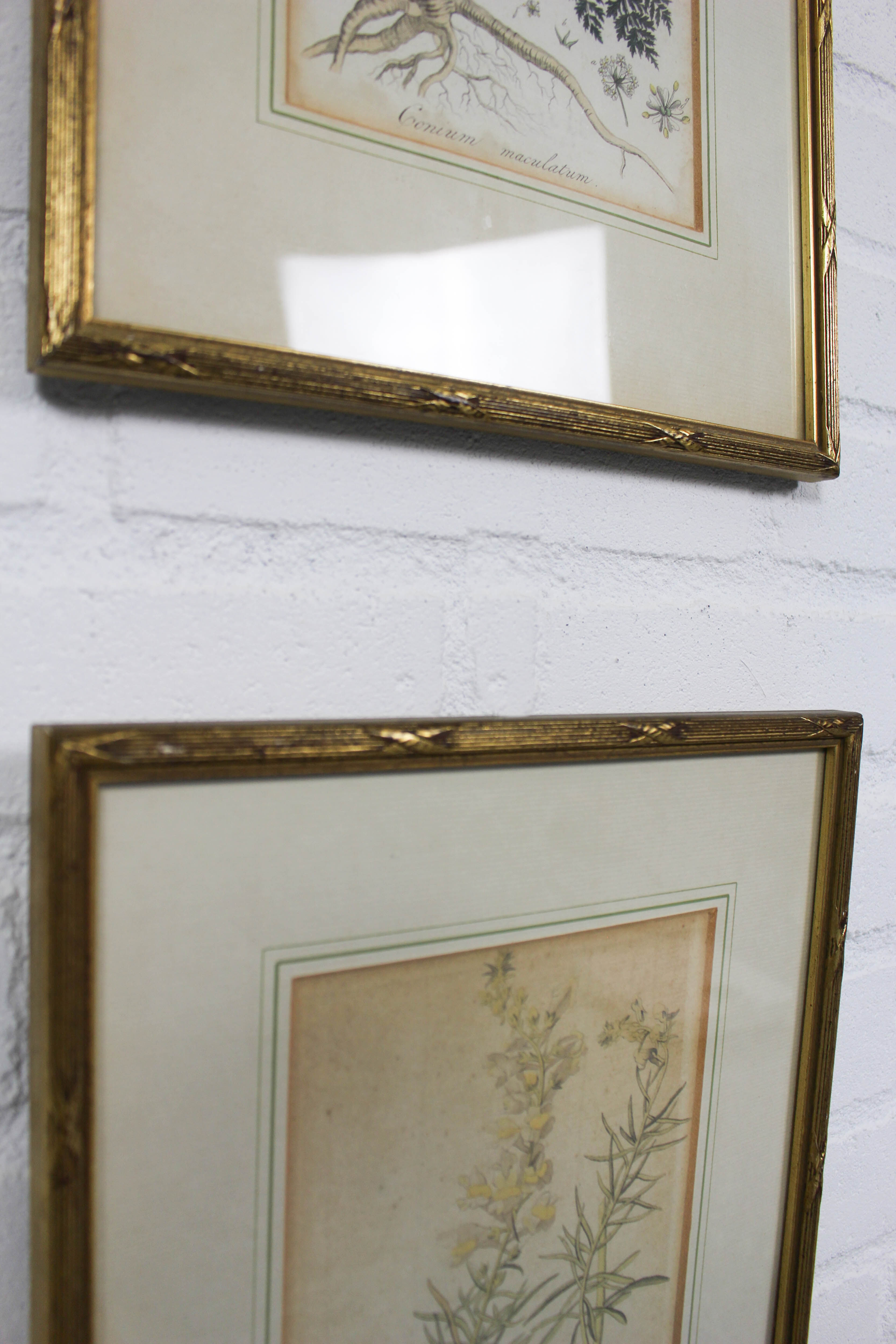 Set of 3 copperplate engravings from the famous book "Flora Batava, 1807"-1814