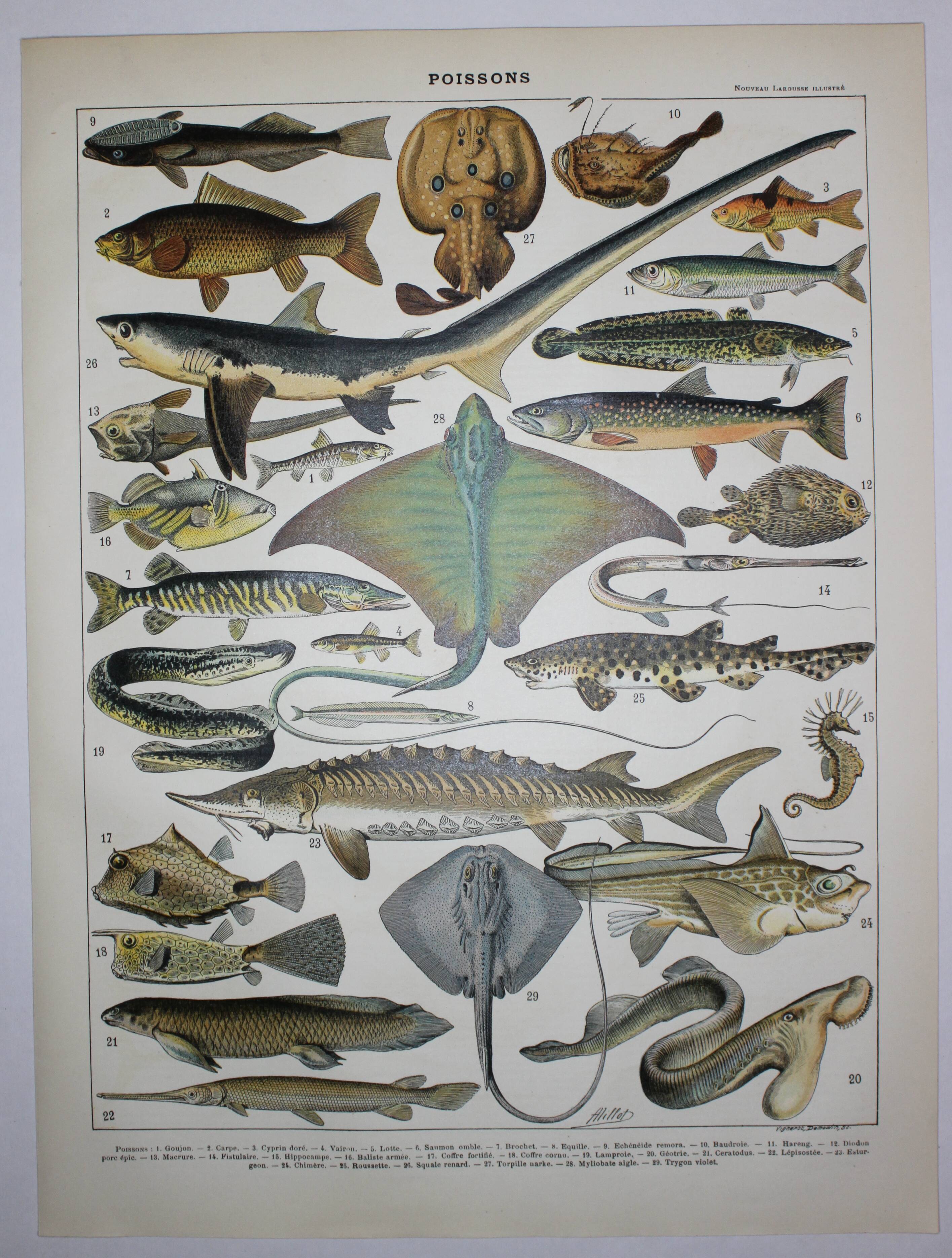 Lithograph • Fish 2, marine animals • Original lithograph from 1898